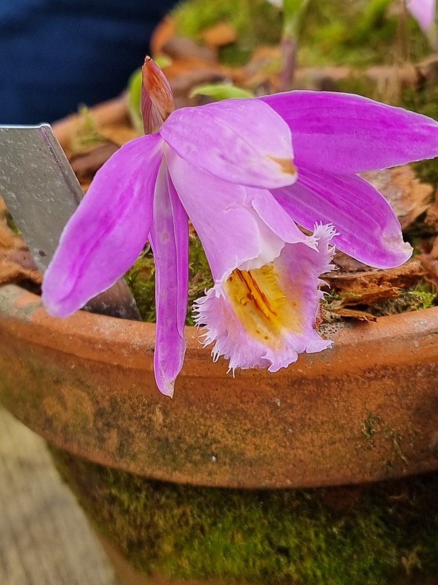 A pleione, braving the weather. I thought this was 'Dr Mo Weatherhead', but either i was sold the wrong bulb or my labels got jumbled! @GardeningSaul #pleiones #orchids #gardening #Cornwall