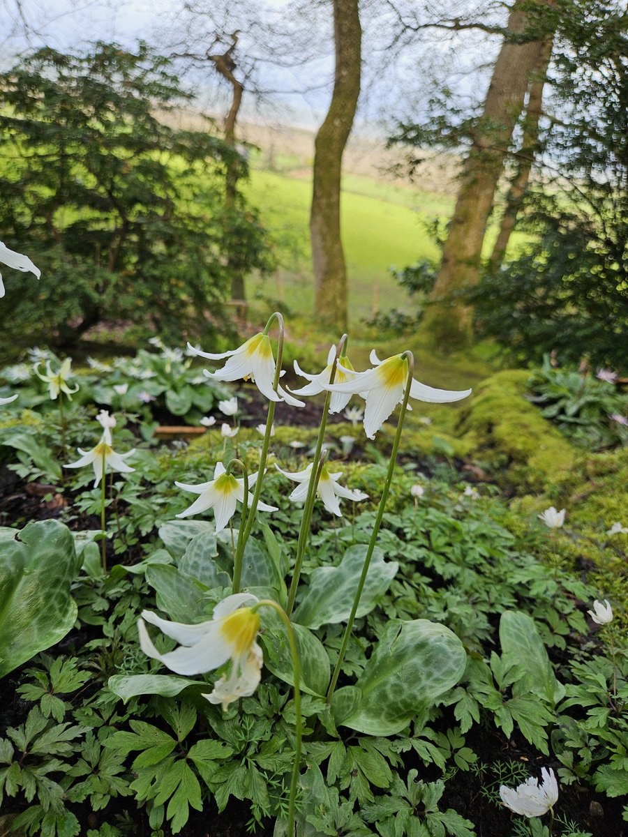 A visit to the magical @Greencombe garden in West Porlock, #Somerset this afternoon. Home to a @Plantheritage National Collection of Erythronium, its terraced mossy woodland provides the perfect setting...