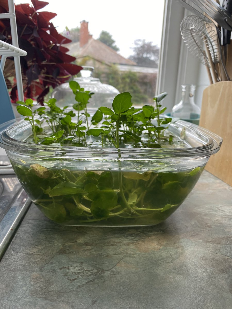 Annual tip. Is the water in your pond turning green? Buy a bag of water cress leaves from a supermarket. Add to a glass bowl of water on a windowsill. In a week leaves will begin to develop roots. Add plants to pond & watch the water clear during the next week or so.