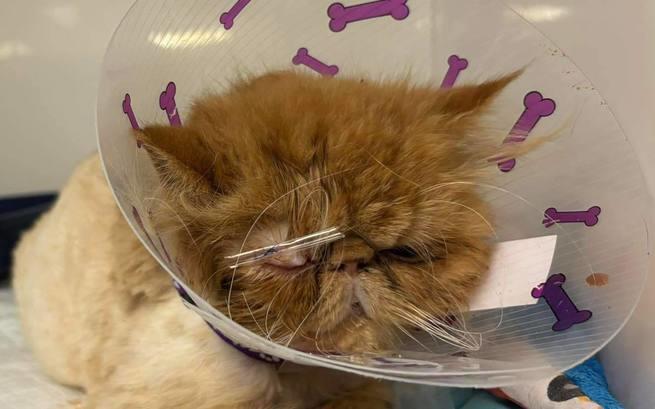 8 dni do końca zbiórki, proszę pomóżmy Persilowi 🙏🙏🙏

ratujemyzwierzaki.pl/persil-felineus