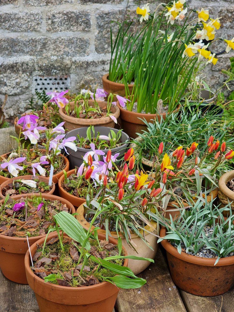 A rather weather beaten table of loveliness featuring Tulips, Narcissus and Pleiones amongst others. #gardening #spring #bulbs #orchids #narcissus #tulips #flowers #Cornwall