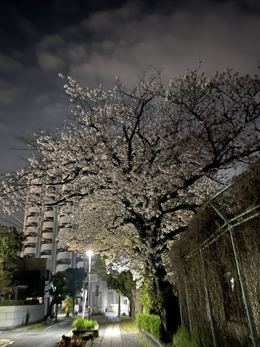 近所の夜桜…絡まれる集団が居なくて良かった…50m位で咲き乱れてマチュ