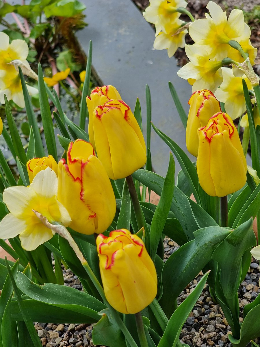 Tulipa 'Capetown'. #tulips #spring #flowers #gardens #Cornwall