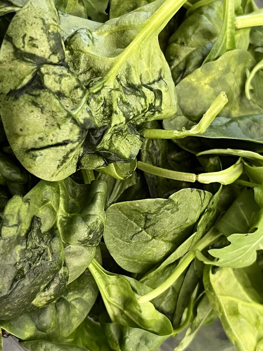 JRMHarvey's tweet photo. Quality Control @LoblawsON 

Wrongly we trusted Loblaws quality control. We picked up an order from our local Loblaws via pc express.

The Arugula &amp; Spinach. was well within the best before date, but any casual visual check would have shown that it was rotten. 

Disappointing! https://t.co/vJMCMtqQBg
