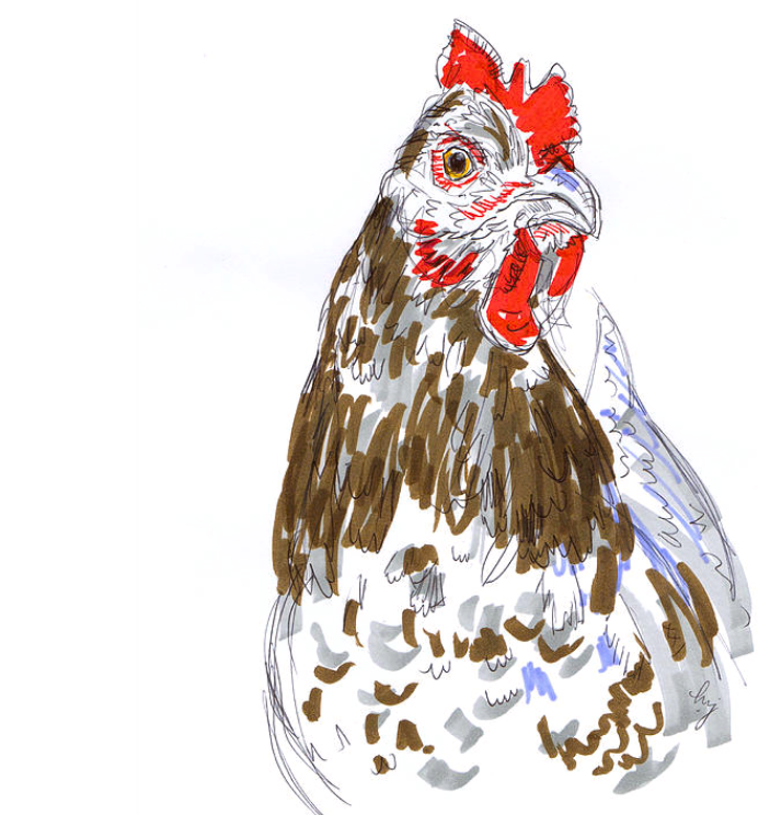 I think we've met before, see the full drawing here mike-jory.pixels.com/featured/speck… Sussex Hen mixed media drawing #buyintoart #aYearForArt #FillThatEmptyWall #interiorDesign #artmatters #HenDrawing #SpeckledSussexHen #ChickenDrawing #FarmShop #FarmCafe #BirdPainting #farmRestaurant