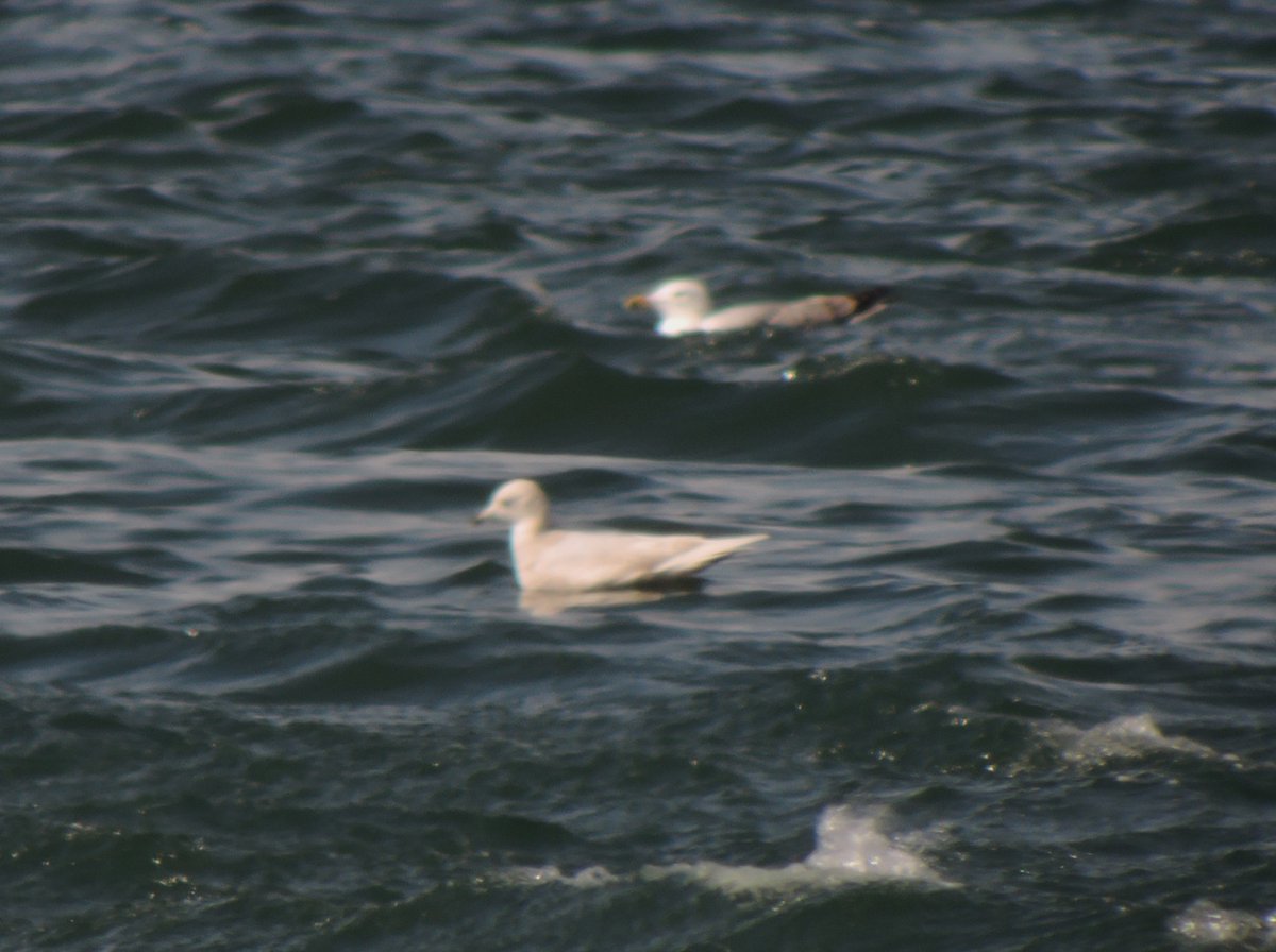 blackdogbirder tweet picture