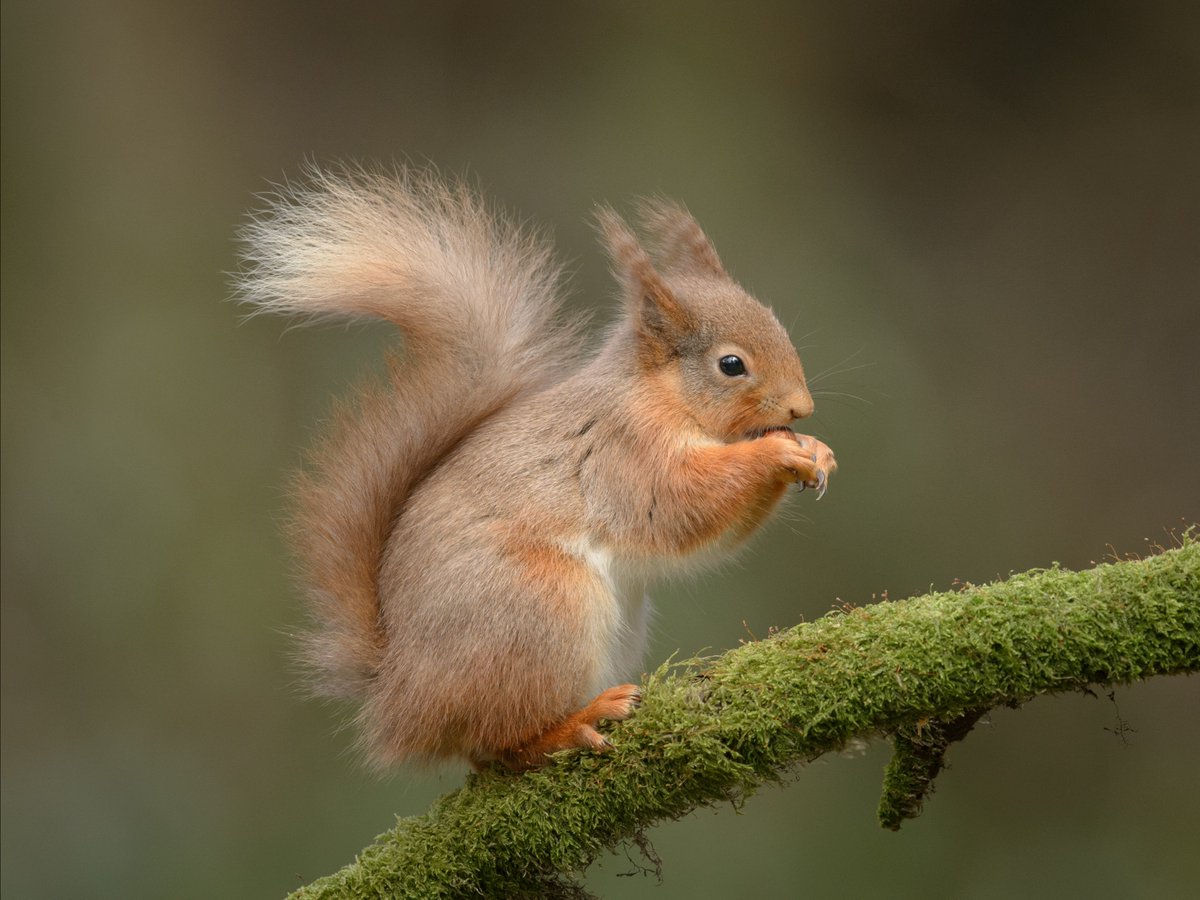 There is still space available on our new South Coast Extravaganza with @DilgerTV & @eddrewitt! Discover the diverse wildlife of Southern Britain from Warmwell House, including great bustard, osprey, white-tailed eagle, red squirrel, reptiles and more. wildlifeworldwide.com/group-tours/so…