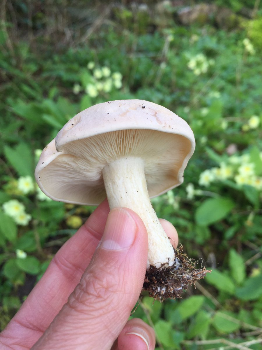 First St George’s mushroom of the season!