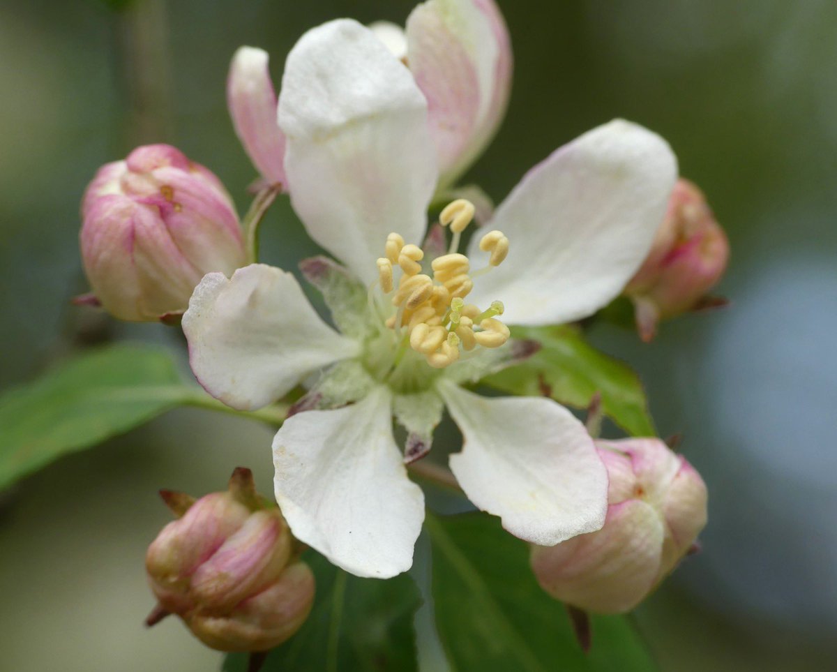 Crab apple blossom is an important source of #spring nectar for pollinators. 🌸🐝🌸 The resulting fruits are favourites of the deer and cattle that graze the special mosaic of habitats that make up #EppingForest’s ancient wood pasture.