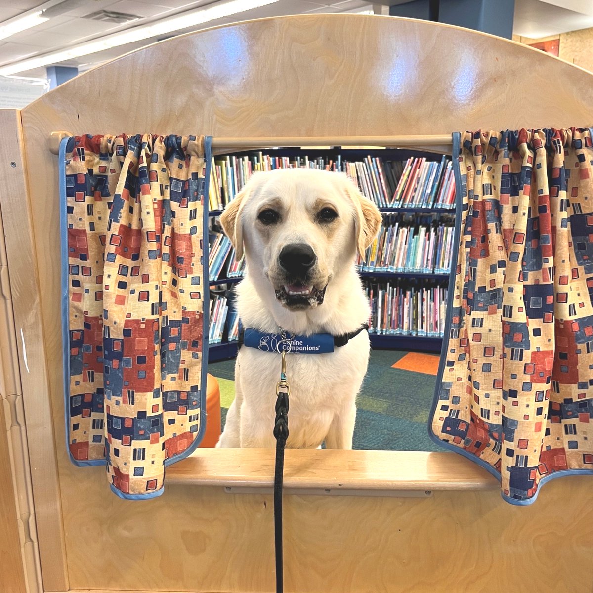 Celebrating #NationalLibraryWeek with our four-legged bookworms 🐾 Who said service dogs and puppies don't love a good story time? 📚 #puppy #servicedog #library #booklove #book #reading