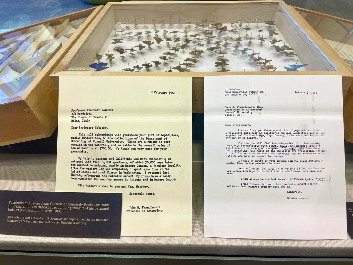 Today we're visiting the outstanding exhibit 'From Nabokov's Net' @Mann_Library @CornellCALS on Vladimir Nabobov’s work as an entomologist and his favorite butterflies, the Polyommatus Blues. A magnificent work explaining taxonomy, conservation, life history, and evolution 🤩 1/2