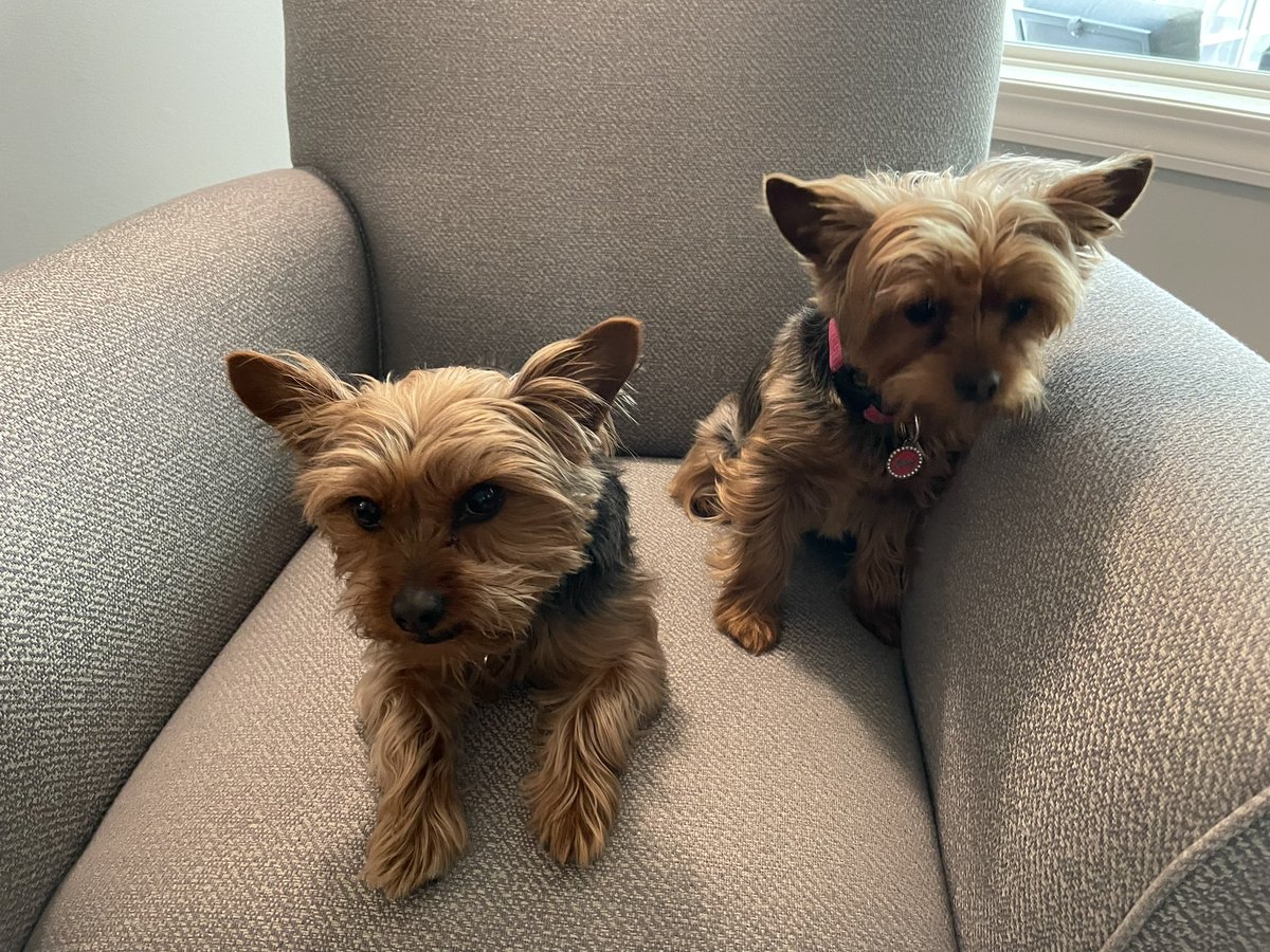My sister Millie is here! We played outside for a long time! Bad news is Dad tried to get us to pose for a picture! Inside or outside, we don’t pose well! #sisters #dogs #yorkies #springday
