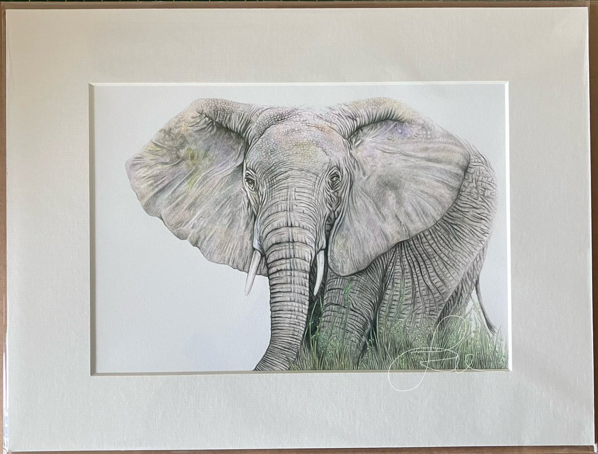 I’ve just had an order for an elephant Giclee print - yay! I shall order one in - does anyone else want anything whilst I place an order as it’s a 45 min+ round trip to the gallery so more cost effective if I’m ordering more. #art #drawing