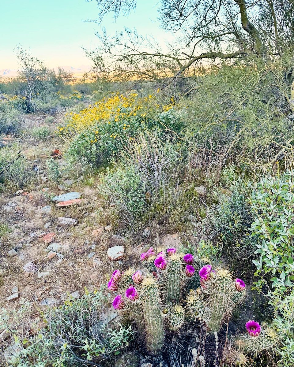 Ann_Schrooten's tweet photo. Arizona desert in bloom. Perfect hiking weather 🥾☀️🌵🌾 https://t.co/snUW4RhL1d
