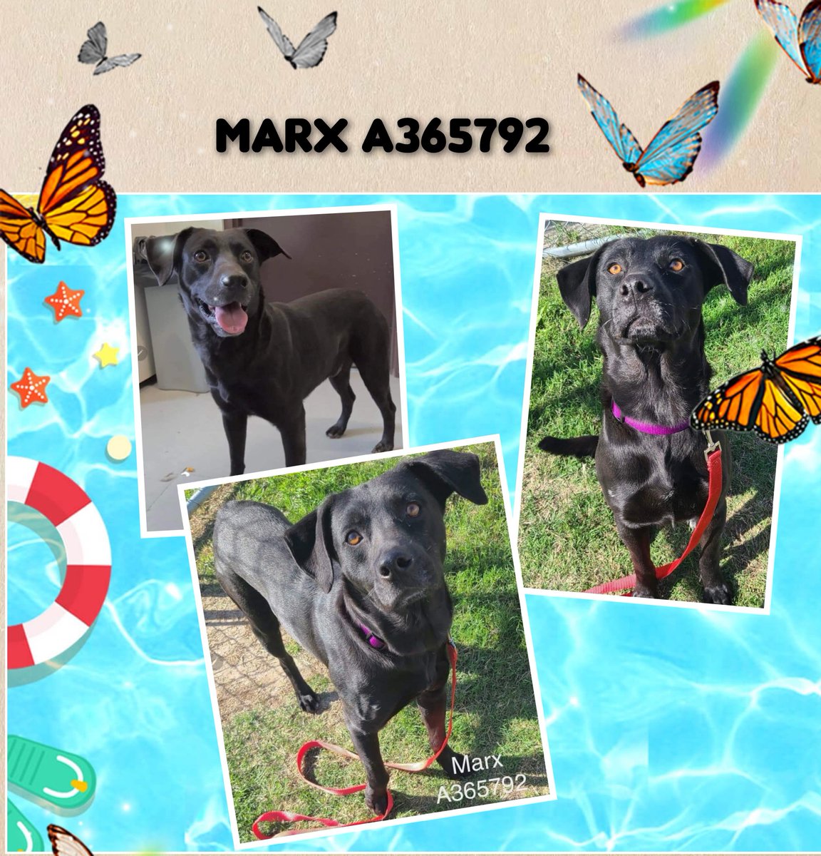 🆘️🚨URGENT 💙MARX #A365792💙 #LabMix 
#CorpusChristiACS killing if no tag by 12p 4/8
Gorgeous glossy coat. Need 💸💊for HW, neuter
Friendly in field but afraid of 🐕🐕in #TX shelter 
Also afraid of people but allows needed care😢Deserves 🏡👨‍👩‍👦 to live in safety.  Please RT,