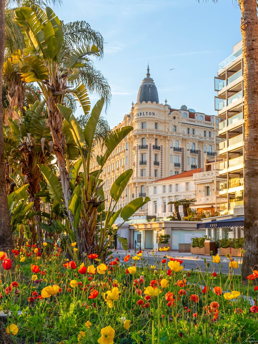 C’est le printemps sur la Croisette Belle soirée #Cannes #CotedAzurFrance #CannesFrance @Cannes_France @VisitCotedazur @villecannes
