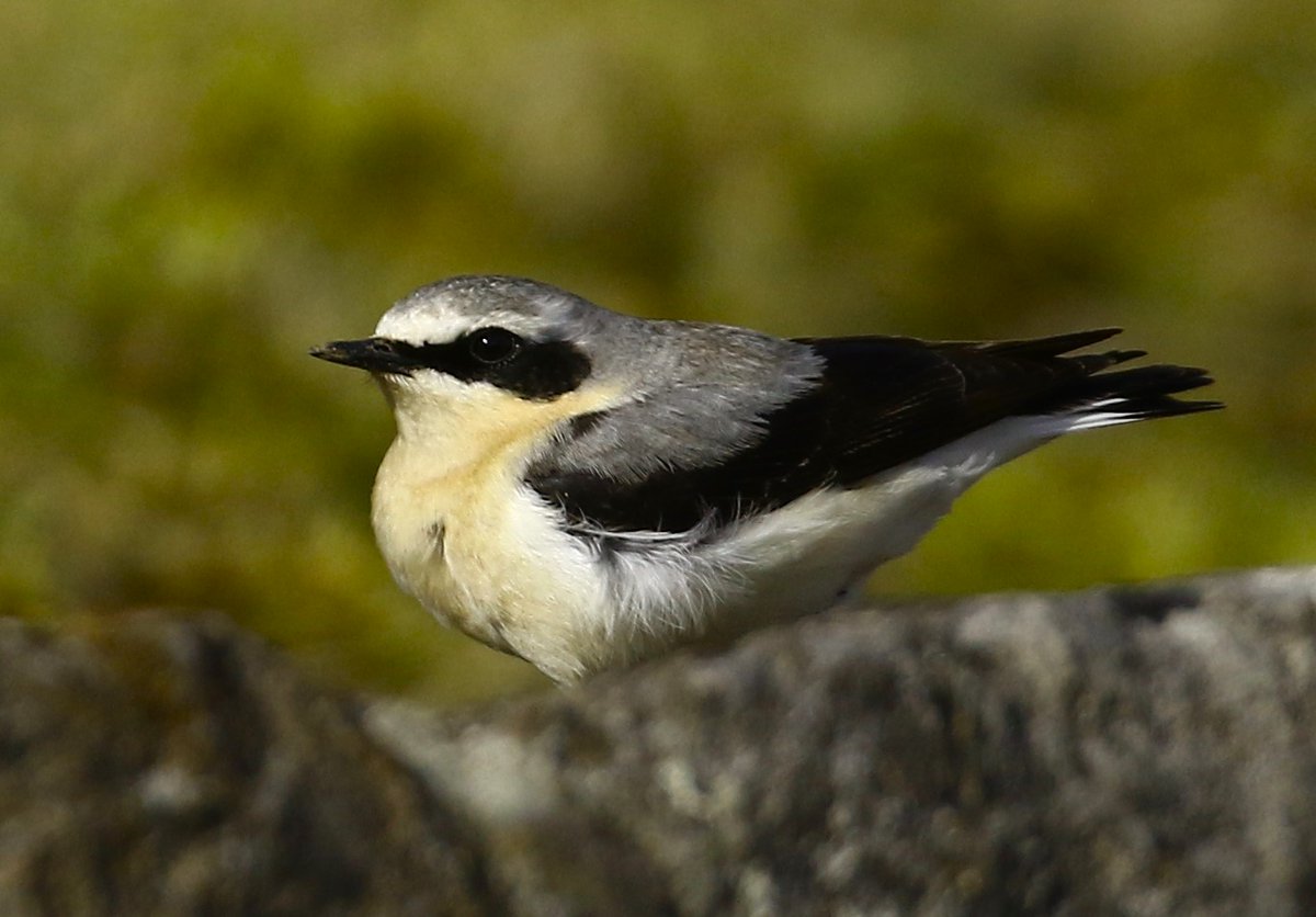 Smart Mr Wheatear lying low during the high winds in Weardale today. @DurhamBirdClub @WildlifeMag @durhamwildlife @NorthEastTweets @itvweather @wildlifefavs