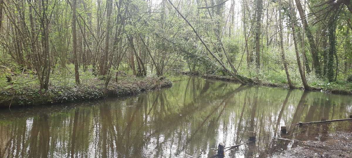 cadu45actu's tweet image. Balade du jour👟
Parc régional des mauves
#Loiret