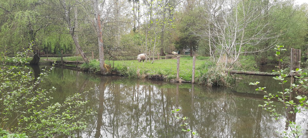 cadu45actu's tweet image. Balade du jour👟
Parc régional des mauves
#Loiret