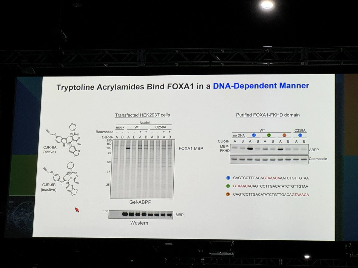 Beautiful talk by Benjamin Cravatt at #AACR24 about ABPP & targeting cysteines to extend druggable space. Featuring the recently disclosed FOXA1 stereospecific covalent ligand derived from marrying diversity-oriented chemistry @SchreiberStuart with the power of chemoproteomics.