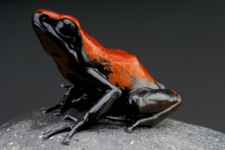 Adelphobates galactonotus, negra con manchas naranjas en la espalda y patas. Es común en Brasil