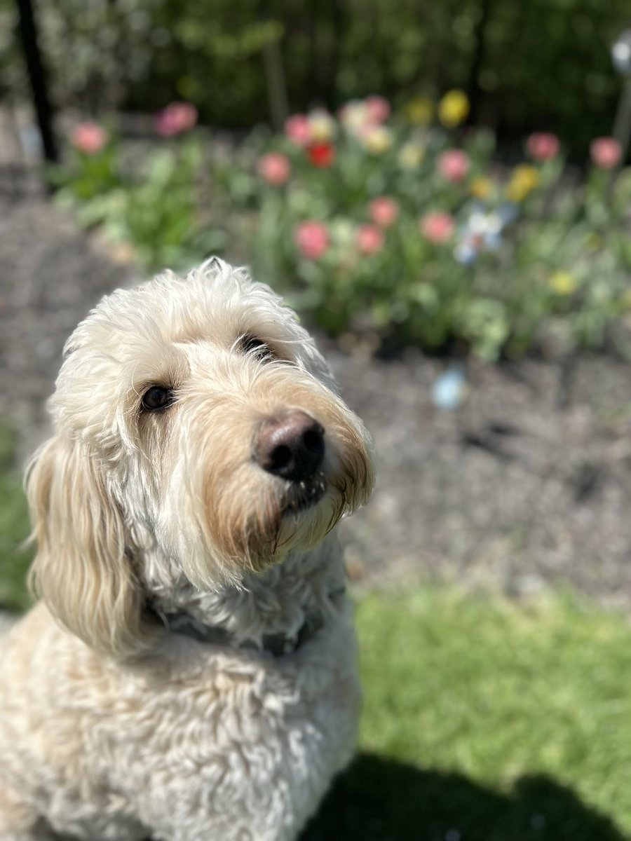 Harley is loving the spring also!! #goldendoodle #supermodel #womansbestfriend