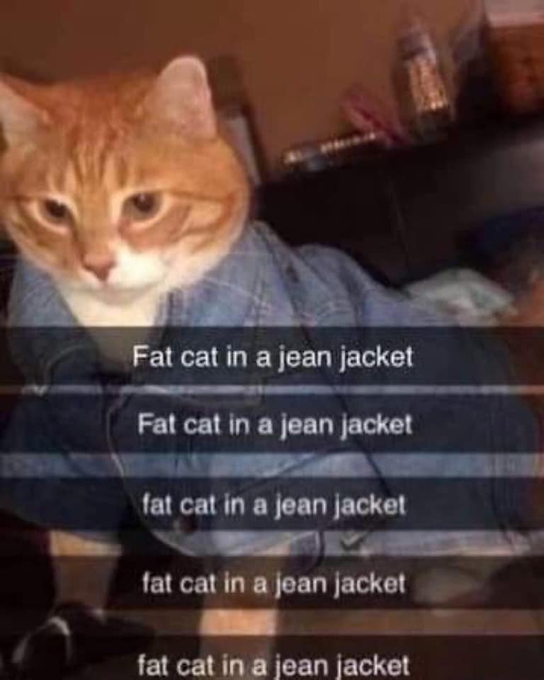 Fat cat in a jean jacket