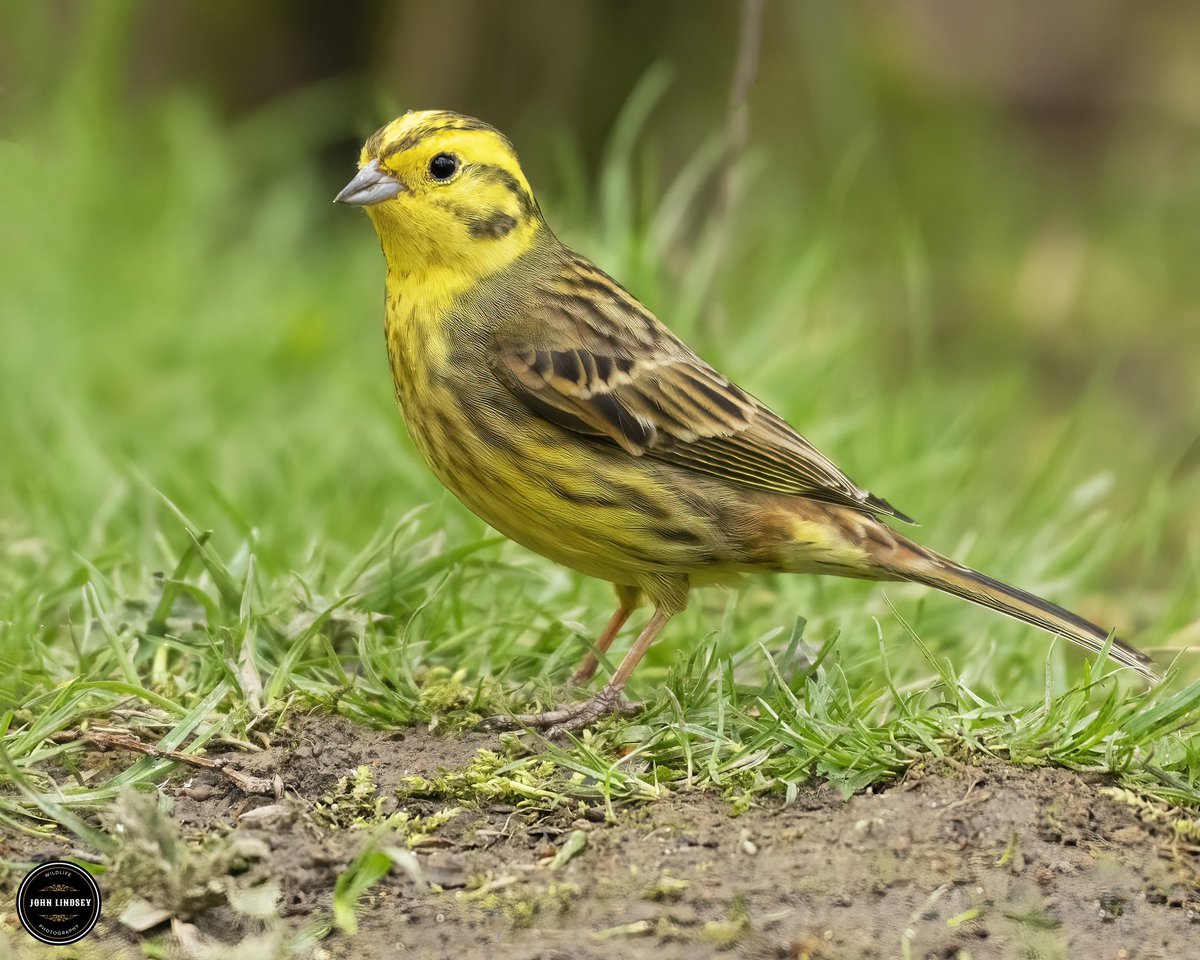 📸 Today was an absolutely incredible day at Anglers Country Park in Wakefield! 🌳 I had the privilege of capturing some stunning shots, but the highlight of my day was undoubtedly encountering and photographing the magnificent male Yellowhammer! 🐦 @UKNikon @Natures_Voice