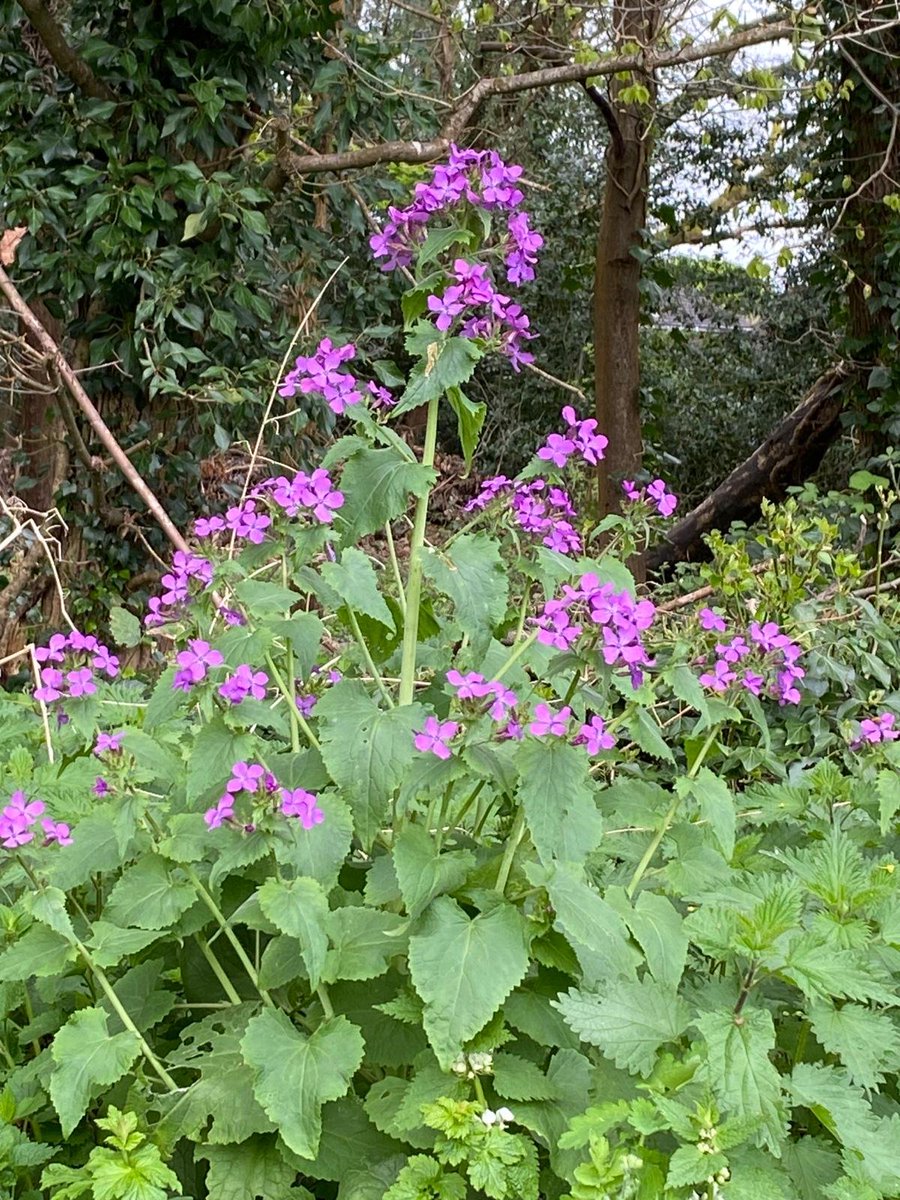 10.5 miles of walking this week. 
So lovely seeing the beautiful colours outdoors. #Spring 
161 miles YTD. #NHS1000Miles