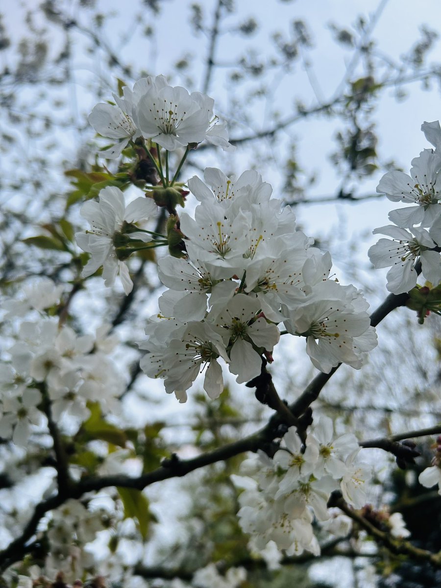 Promesses sucrées… 🍒