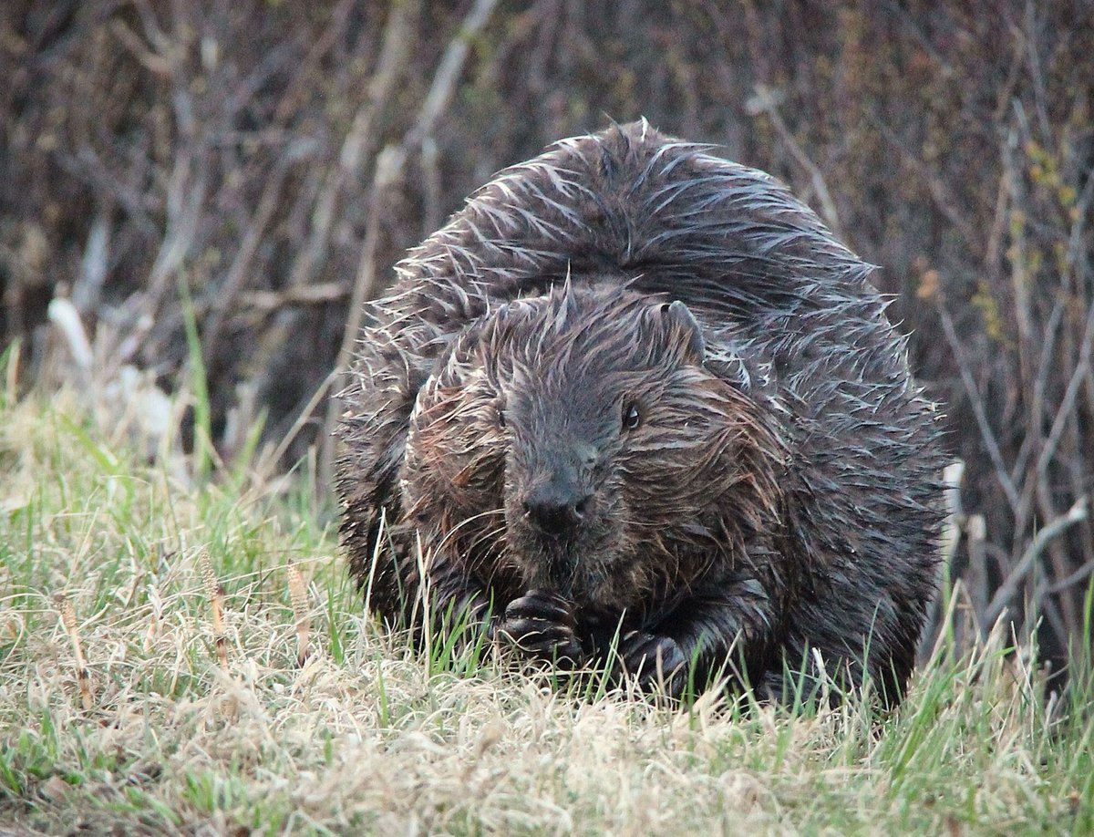 We know May at @Algonquin_PP is all about viewing opportunities for moose. But did you 'gnaw' April is prime time for viewing its smaller, toothier associate? It's when beavers can enjoy the freedom of ice out! ⏩ bit.ly/3MozM9t #InternationalBeaverDay