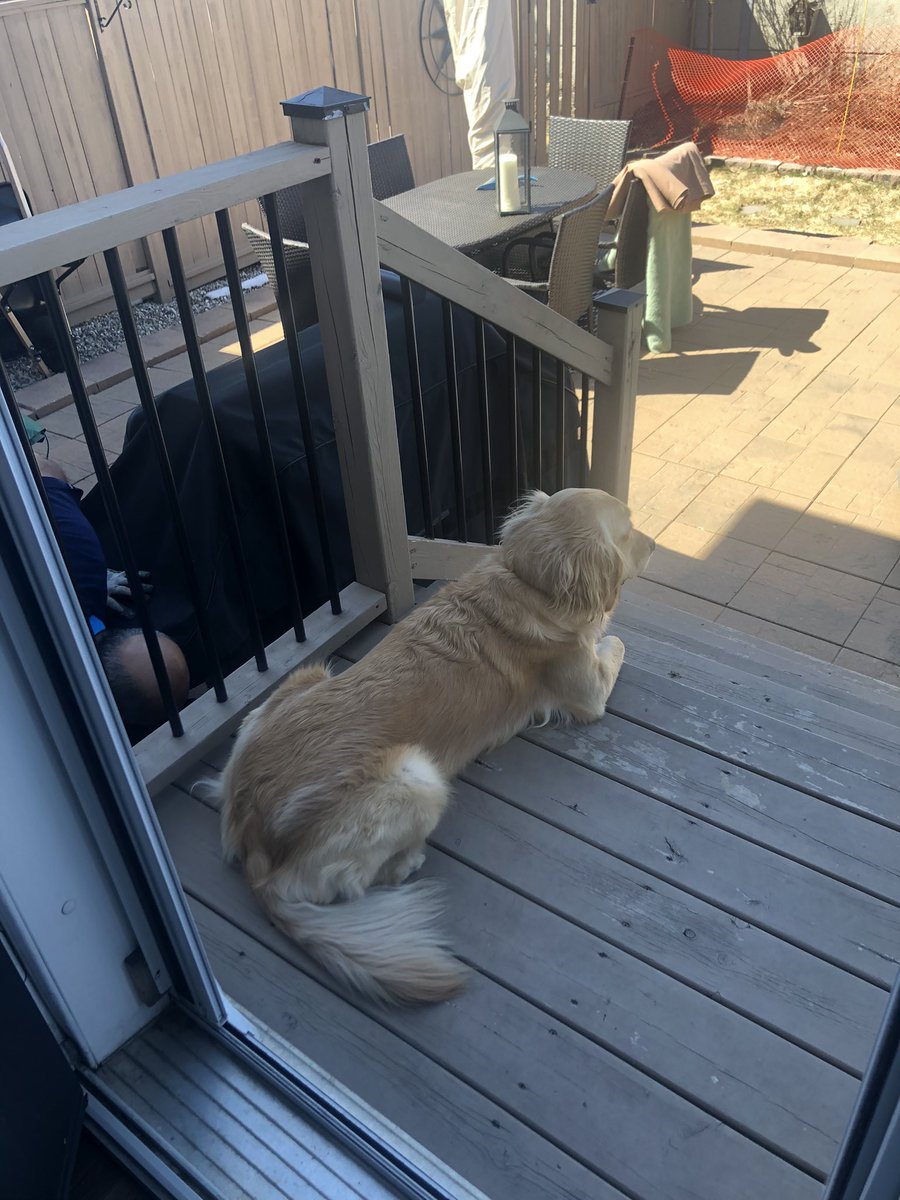 HAPPY SUNDAY! BENNY HAS FOUND A SUN PUDDLE UPSTAIRS AND IS SNOOZLING! I, ON THE OTHER HAND AM HARD AT WORK SUPERVISING DAD AS HE PUTS OUT THE SUMMER FURNITURE! HELLO SPRING…I’VE MISSED YOU. I MAY HAVE ALSO ACCIDENTALLY ZOOMED THROUGH THE MUDDY GARDEN. #dogsofx #springtime