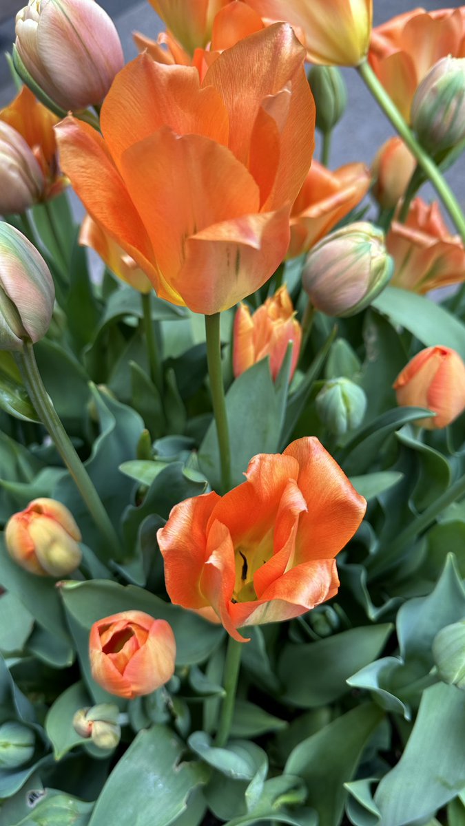 Tulips in spring #flowerreport
