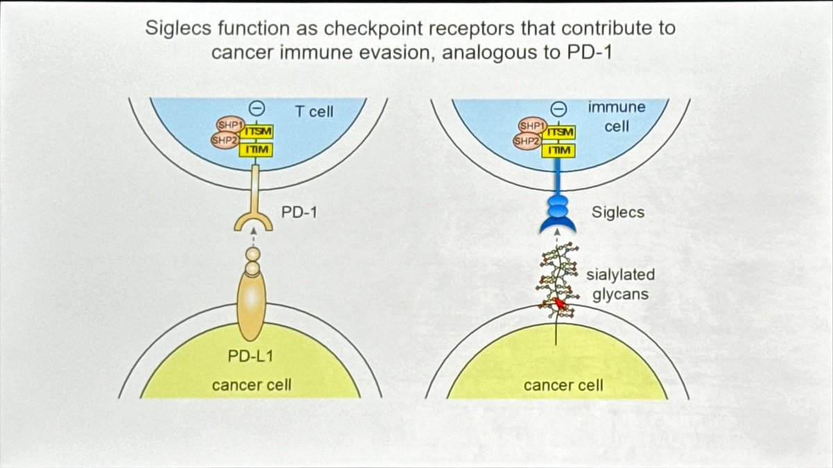 Siglecs function as checkpoint receptors that contribute to cancer immune evasion. Can this lead to new IO modulators ? Cell surface glycans may be key to cancer #AACR24