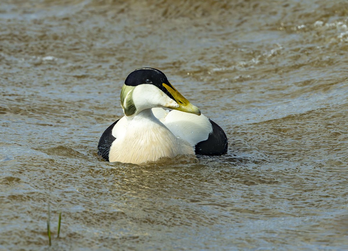 I decided to pay a visit today to @RSPBMinsmere as I had some time to spare. So pleased I did, this absolutely stunning Eider duck drake was seen on the sea off the dunes. It decided to pay a visit to the east scrape. The Eider duck swam twice around the scrape passed east hide.