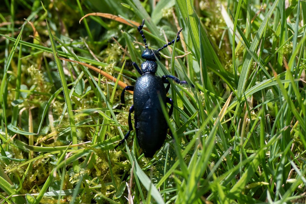 Oil beetle at Cefnllys. It was bloody big! #TwitterNatureCommunity #TwitterNaturePhotography #beetle #insect