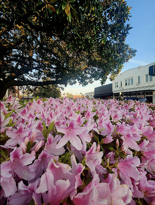 Spring blooms in a courtyard of Philadelphia, Miss., courtesy of Clara Sims and MississippiandtheSouth. Share any of your favorite Mississippi photos to photos@mpbonline.org or tag @MPBOline bit.ly/4aIbBeV