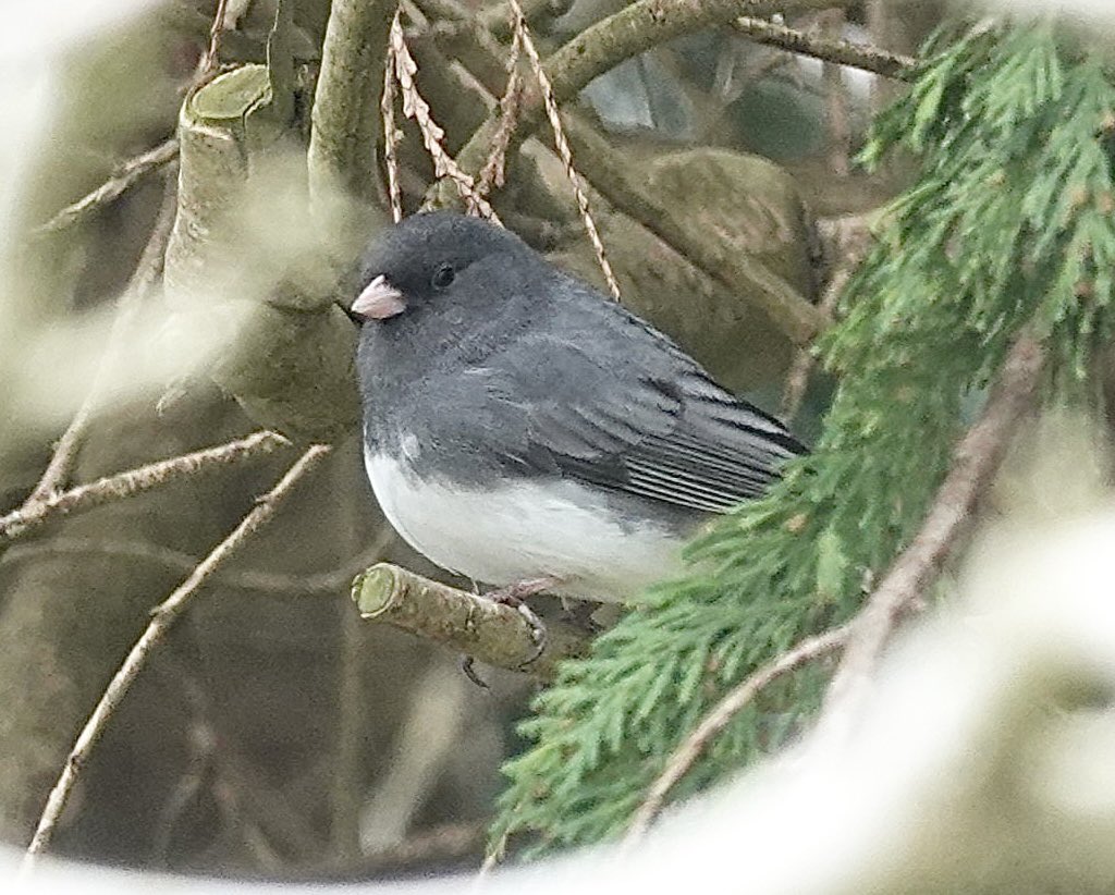 Great to see my first Dark - eyed Junco today in Gillingham. A very elegant bird!
@DorsetBirdClub