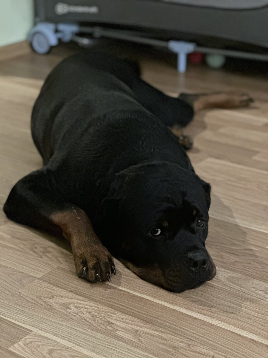 goldiijs's tweet image. Pavediens “Kā mēs tikām pie Džoja un kādēļ sakritības nemaz nav sakritības?”
Nekad neesmu slēpusi, ka lēmums par suni nāca kad es paliku stāvoklī, jā, kāds teiks, ka stulbs lēmums, bet mūsu ģimenei tas ir bijis fantastisks 😍