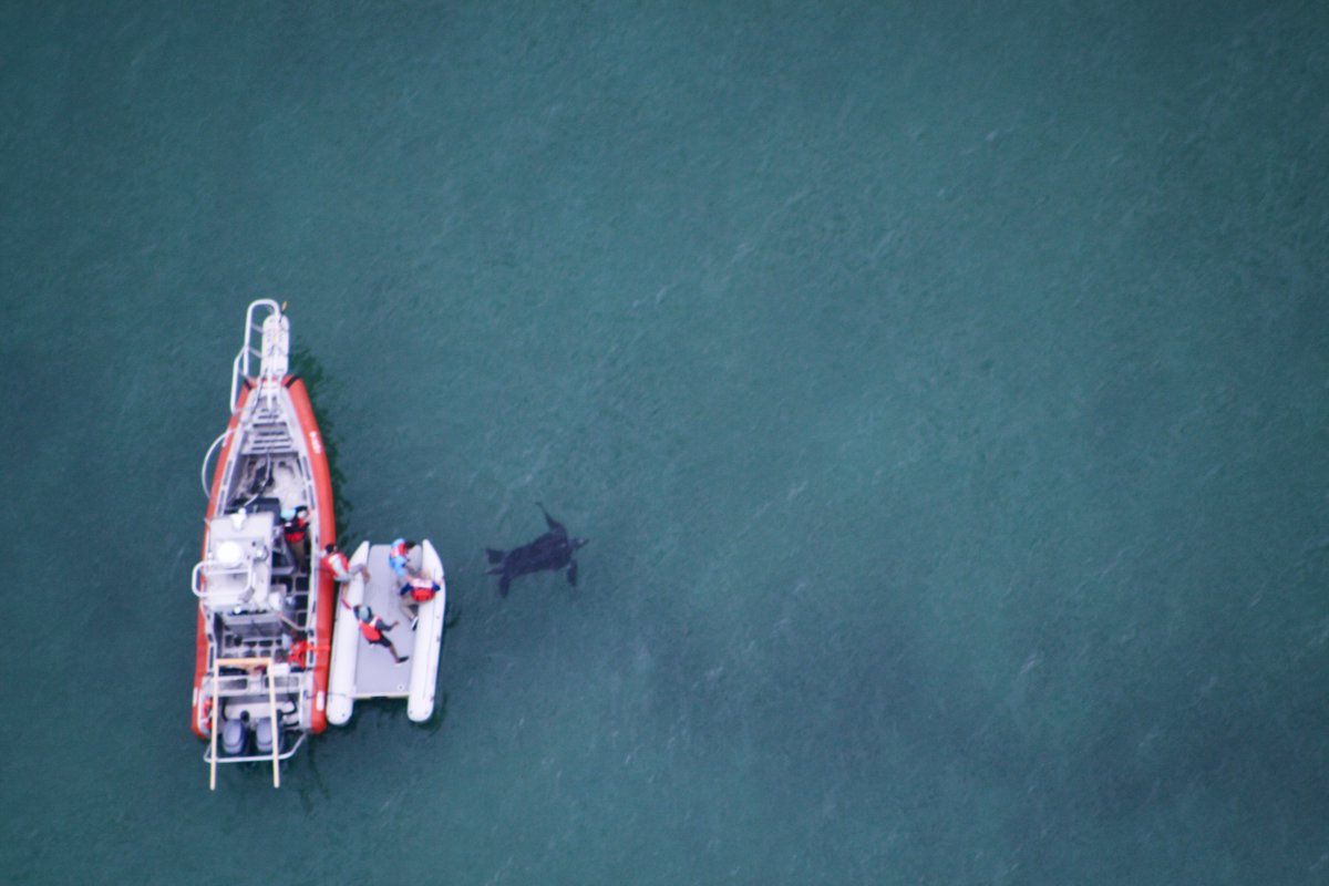 Collaborative research published in @FrontMarineSci identifies endangered leatherback sea turtle migration/movement patterns and important foraging areas: bit.ly/3TW5e29.