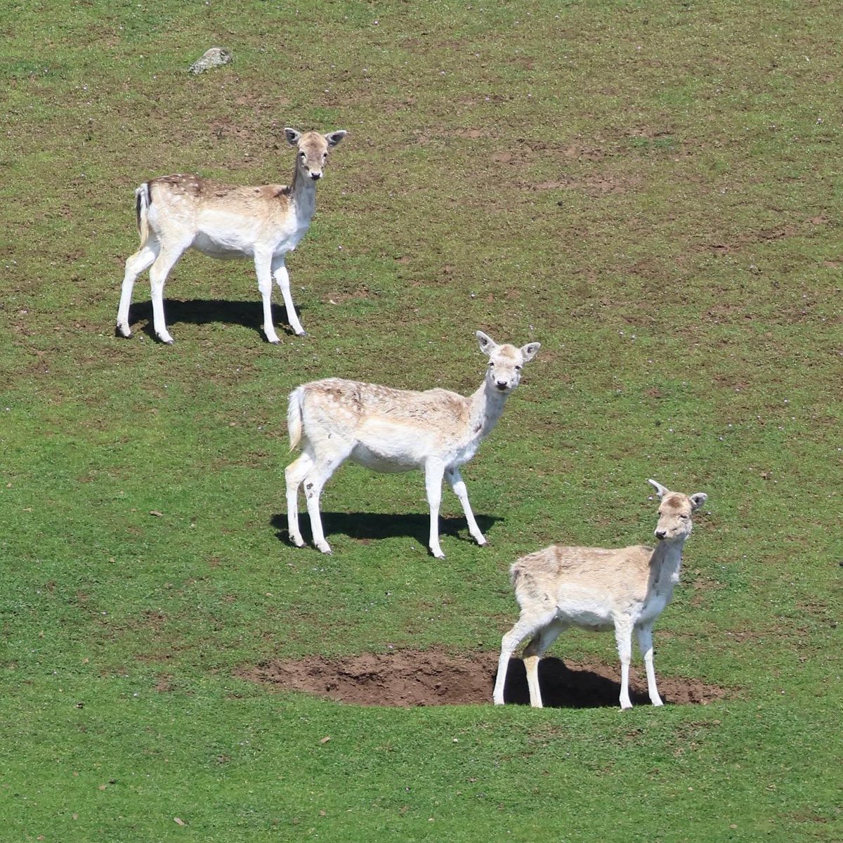 When Mother Nature hits Ctrl C, Ctrl V. 😁 Sam Murphy of @sanjuanwhales recently took this fun photo of three fallow deer on Spieden Island. Native to Europe & the Middle East, the deer were brought to Spieden 50+ years ago to stock a short-lived hunting lodge.