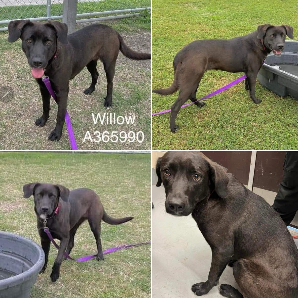 🆘️🚨WILLOW #A365990 another urgent #TX #labmix pretty girl,  2 1/2 yo. Will need 💊💸HW. Initially fearful but responds to kindness,  playful in group ♥️ #CorpusChristiACS #TBK if not tagged by rescue or adoption by noon 4/8😱🤬
Please RT,  #adopt #PledgeForRescue