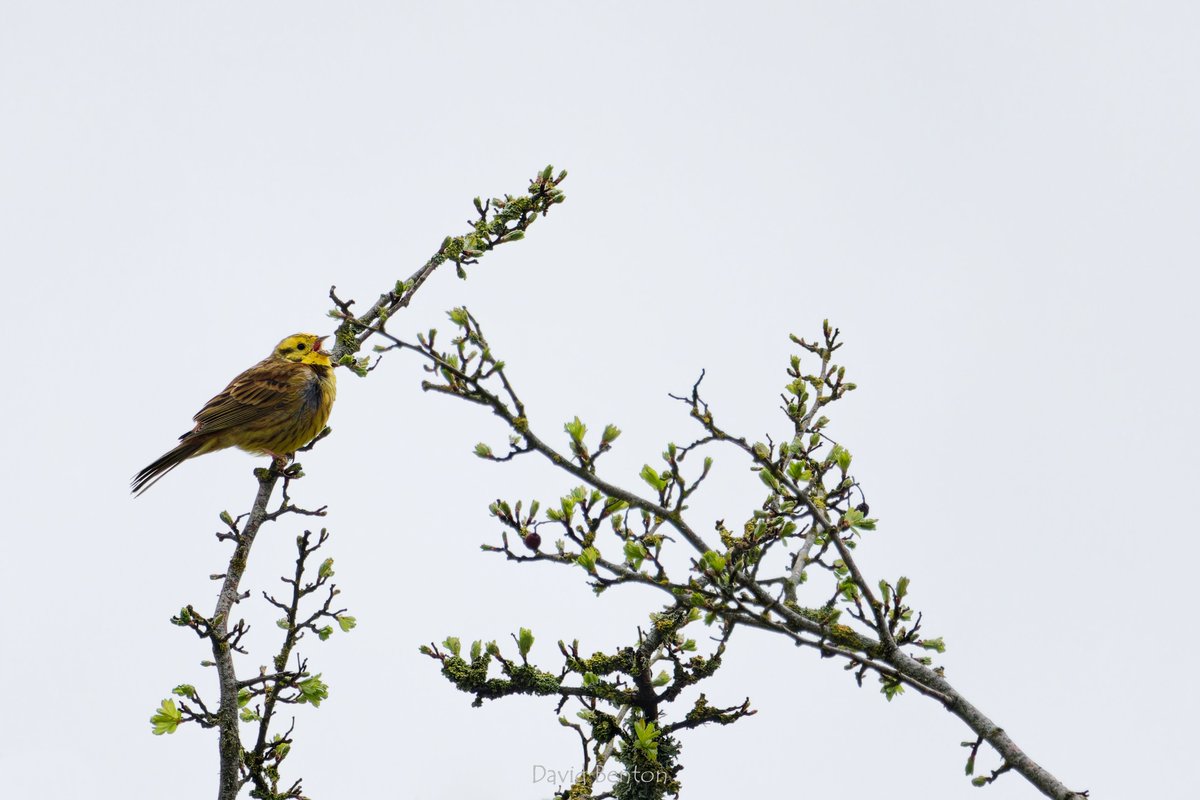 Singing Yellowhammer, attempting to brighten up a very grey day on #CleeveCommon