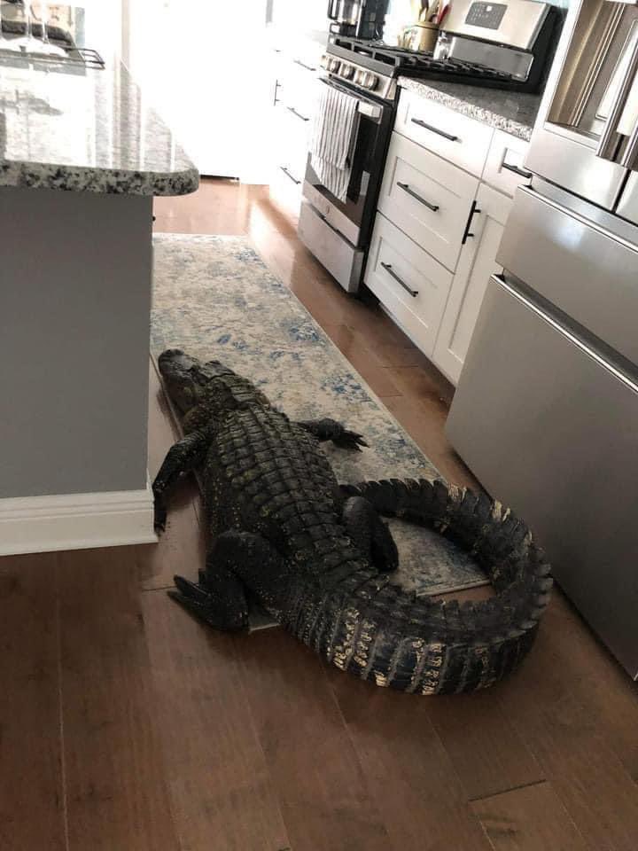 Gator inside a home in #VeniceFL…photo taken by Mary Hollenback.
