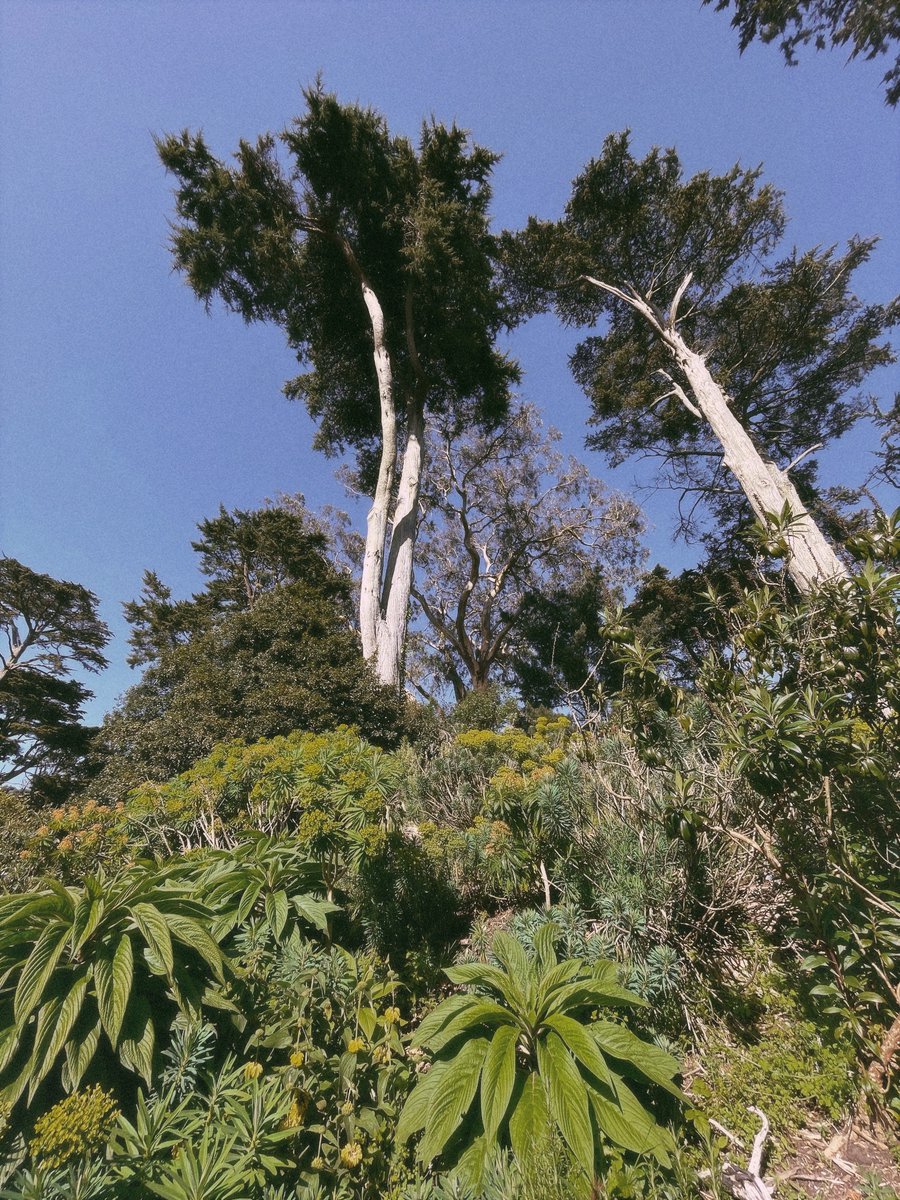 San Francisco Botanical Garden was such a treat!