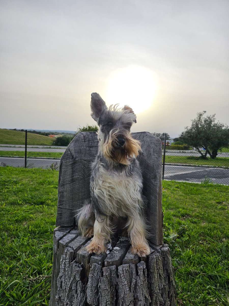 Good afternoon. Here I am surveilling the park from my throne 👀 #SchnauzerGang #sundayvibes #park