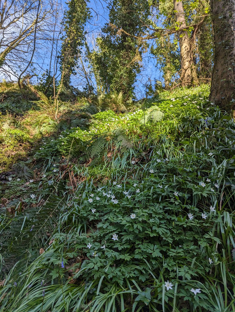 #beautifulBelfast despite #stormKathleen today - 🌬️ still going but lovely walk in Cregagh Glen - thank you @NationalTrustNI for maintaining this jewel in the city.