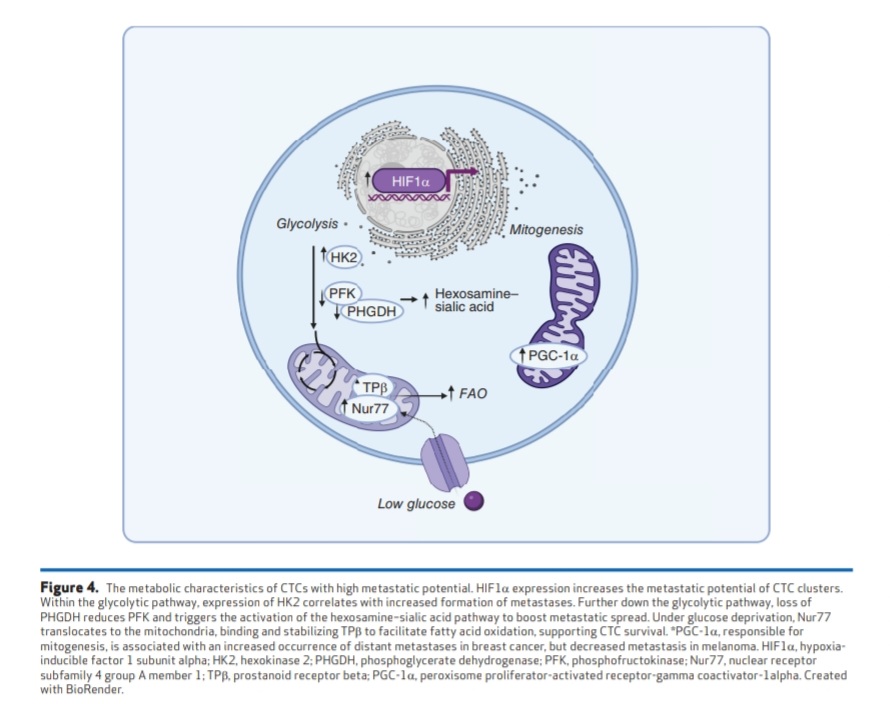 💫🌟🔍 Exploring the Depths of Cancer's Spread: Insights from Circulating Tumor Cells (CTCs)🌟💫 @OncoAlert @AACR aacrjournals.org/cancerdiscover… 1️⃣Innovative Advances: Enhancements in CTC isolation and multiomics technologies have revolutionized our understanding of the molecular…