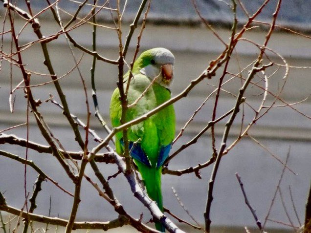 “El papagayo verde y amarillo, el papagayo verde y azafrán”

#GabrielaMistral #poesia #libro 

#photography #parrot #papagayo #desdemiventana #pajaro