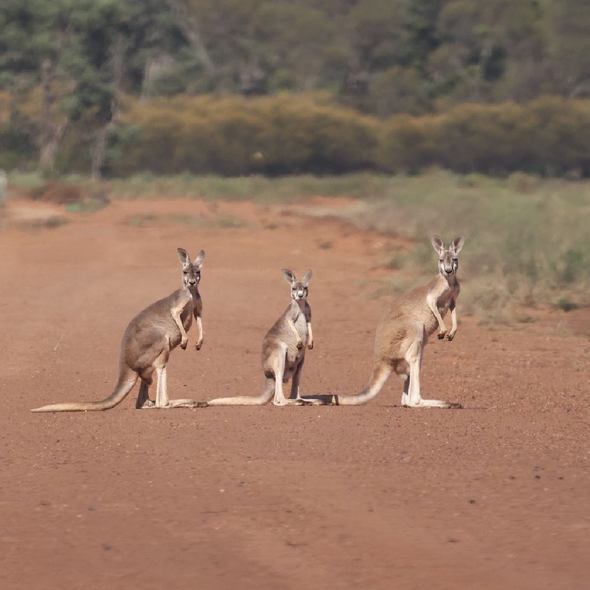 Triple #kangaroo cuteness 🦘🦘🦘
@NewSouthWales